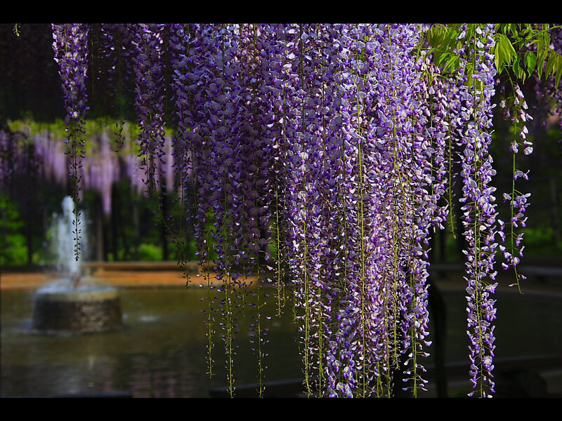 Wisteria Flowers Hanging — Purple, Serene, Spring