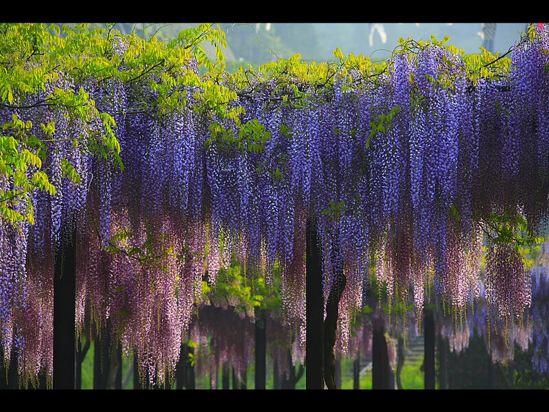 Wisteria Flowers Hanging — Purple, Serene