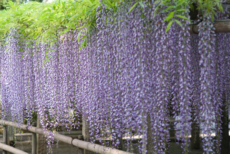 Wisteria Flowers Hanging — Purple