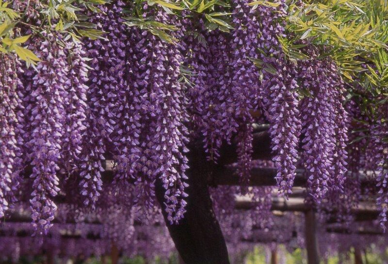 Wisteria Flowers Hanging