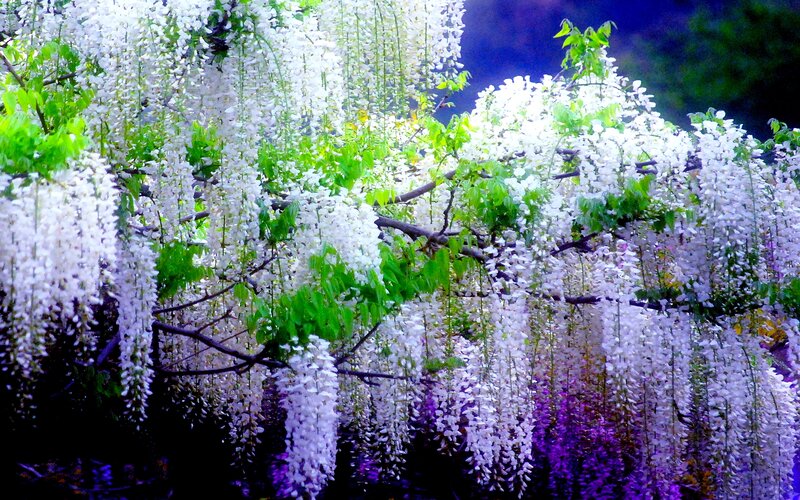 Wisteria Flowers Hanging — White, Serene, Spring