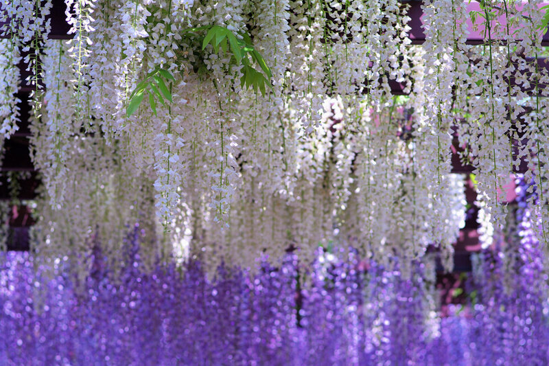 Wisteria Flowers Hanging — White, Serene