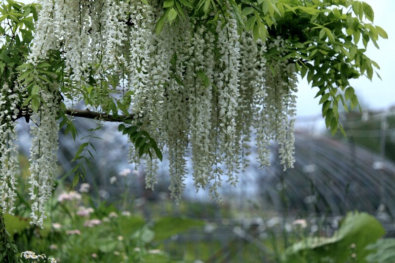 Wisteria Flowers Hanging — White