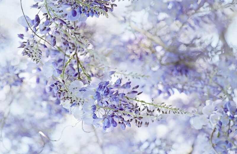 Wisteria Flowers in Bloom — Purple, Serene, Spring