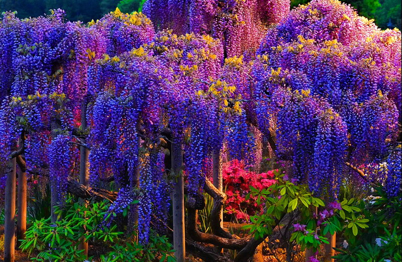 Wisteria Flowers in Bloom — Purple, Serene
