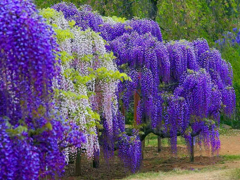 Wisteria Flowers in Bloom — Purple