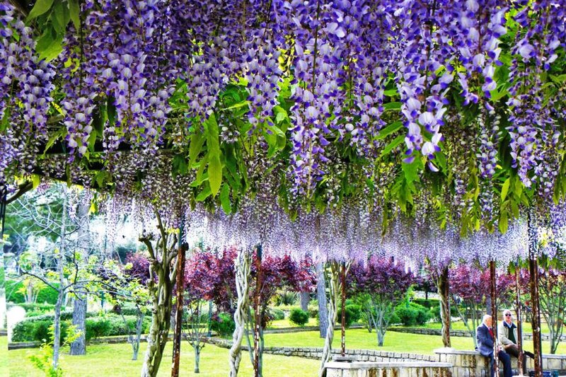 Wisteria Flowers in Bloom