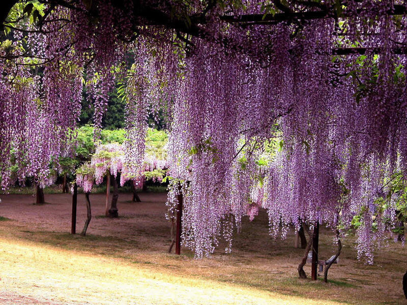 Wisteria flowers in full bloom
