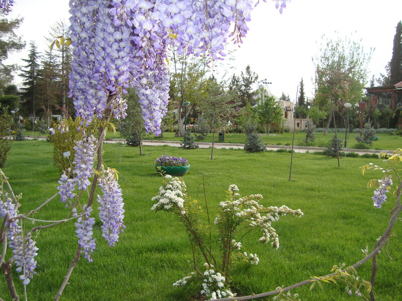 Wisteria Flowers in Garden