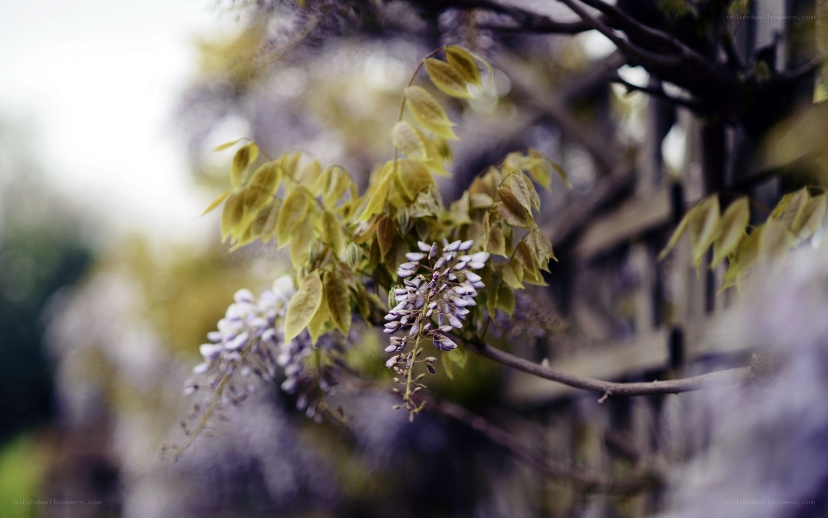 Wisteria flowers in spring