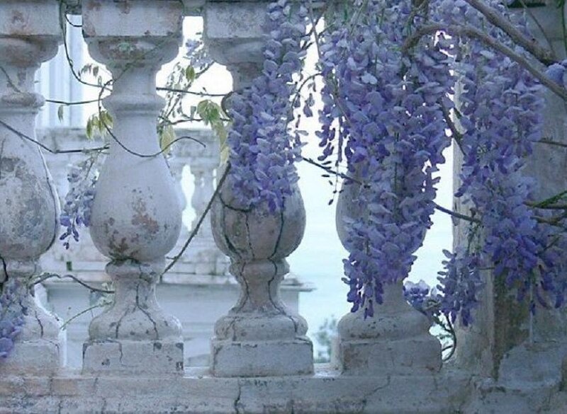 Wisteria Flowers on Balcony