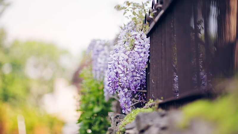Wisteria Flowers on Fence — Purple