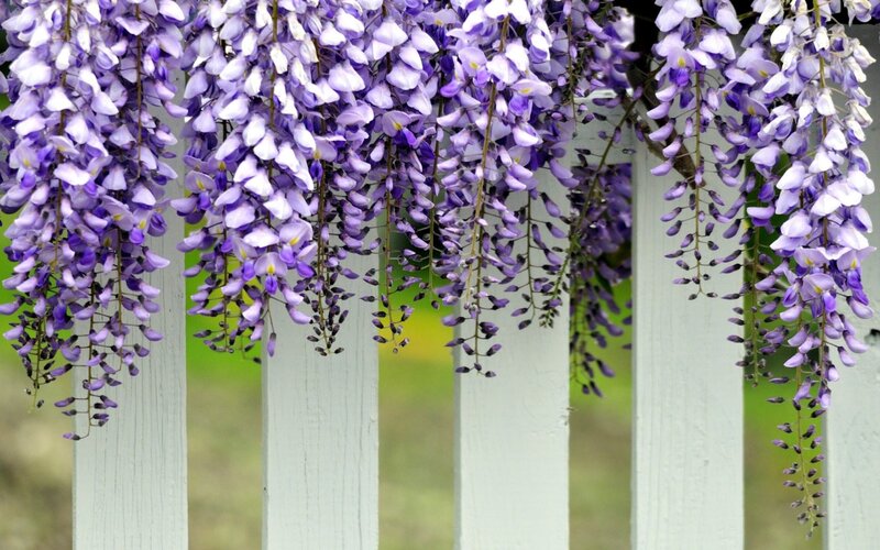 Wisteria Flowers on Fence