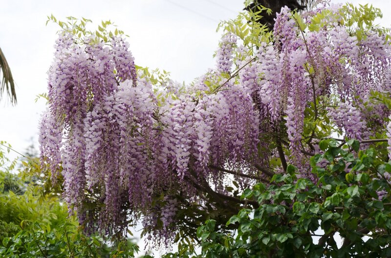 Wisteria Flowers on Tree