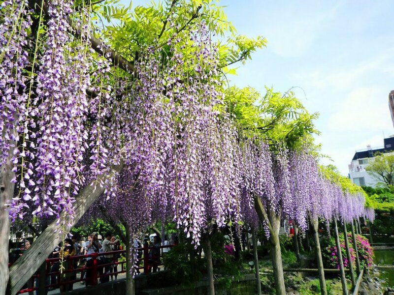 Wisteria Flowers on Trellis