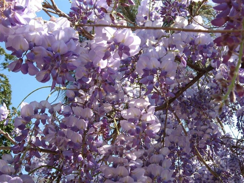Wisteria Flowers on Vine — Purple, Serene, Spring, Photograph, Branches