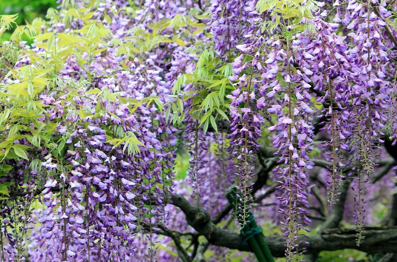 Wisteria Flowers on Vine — Purple, Serene, Spring