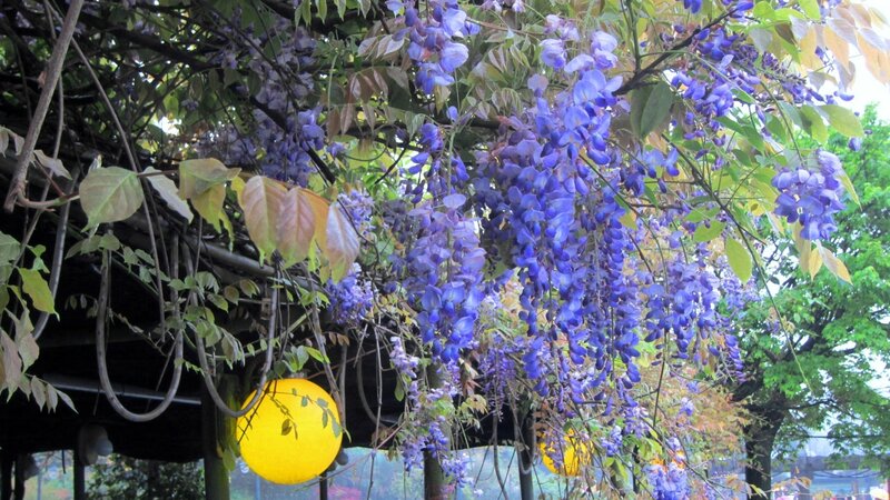 Wisteria Flowers on Vine — Purple, Serene