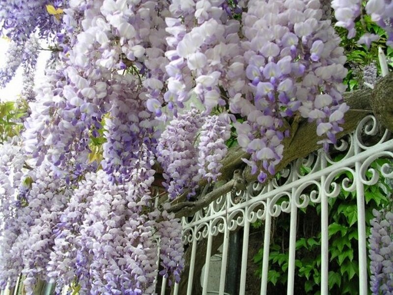 Wisteria Flowers on Vine — Purple