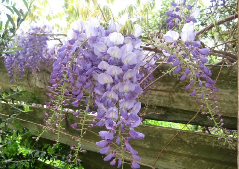 Wisteria Flowers on Vine