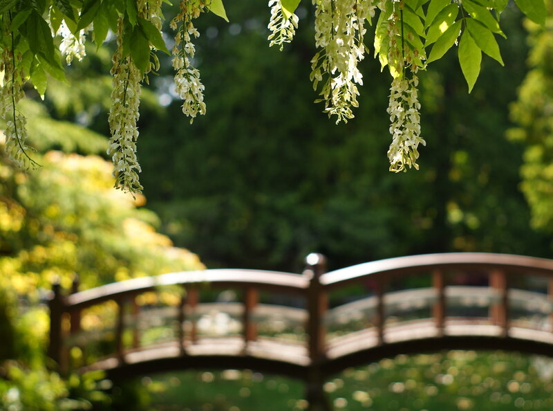 Wisteria flowers over a garden bridge