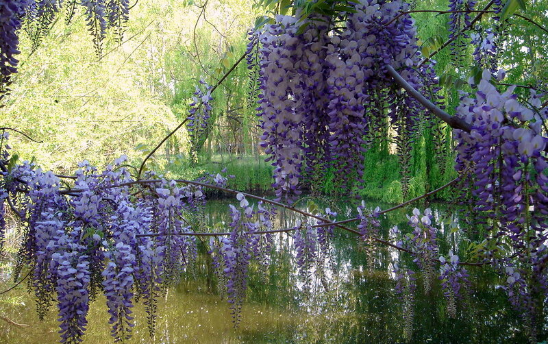 Wisteria Flowers over Water