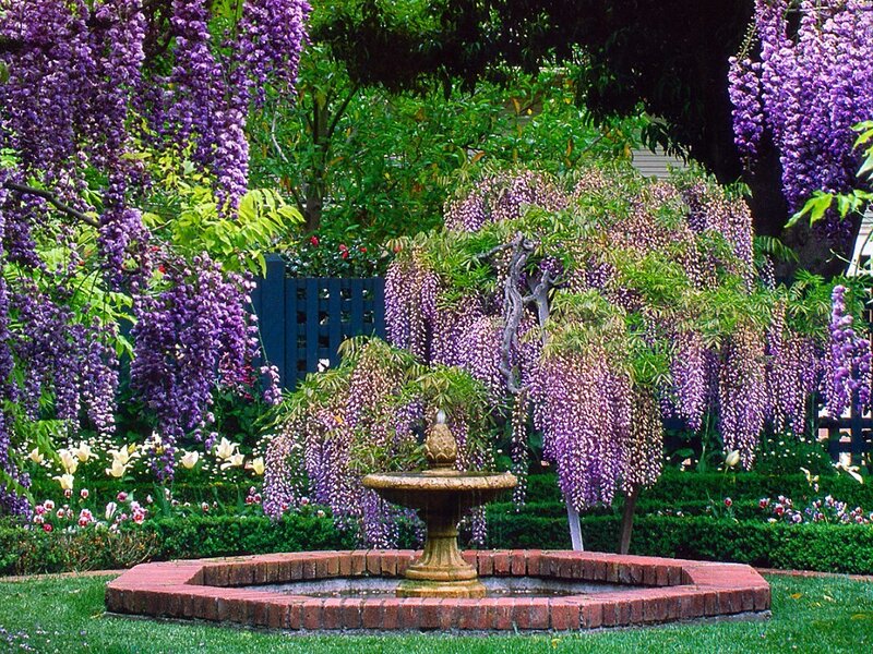 Wisteria Fountain Garden