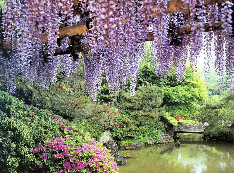 Wisteria garden by a pond