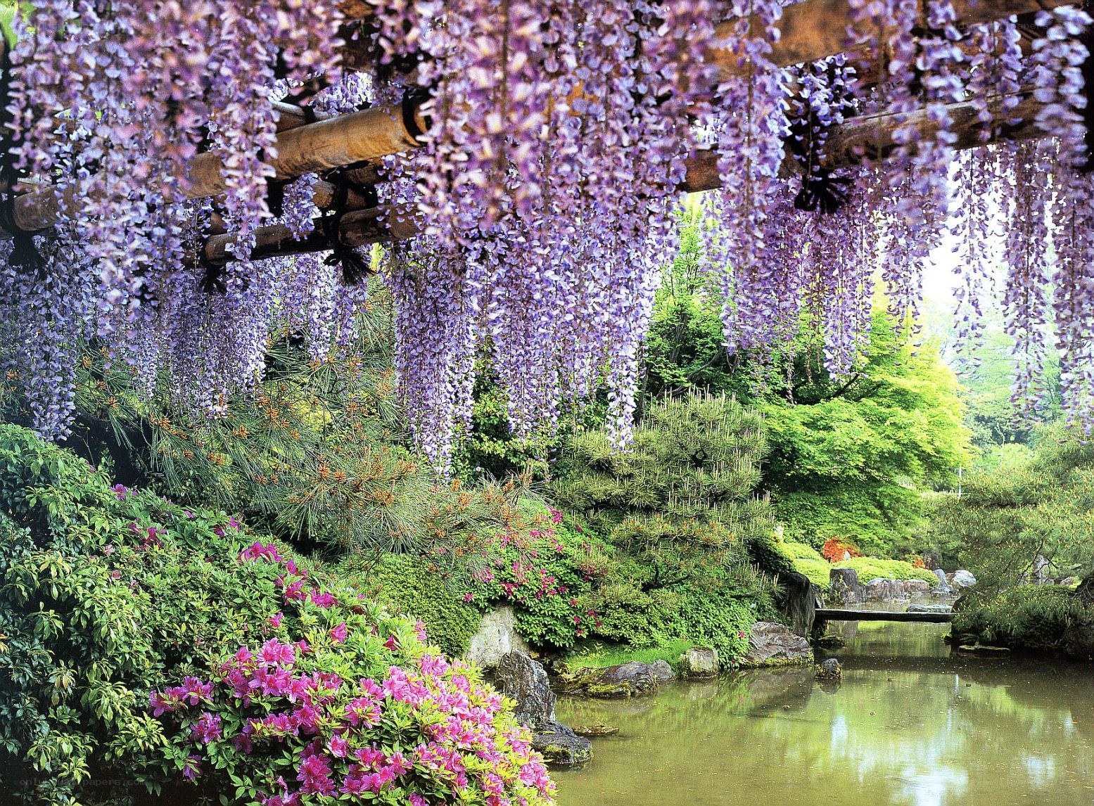 Wisteria garden by a pond