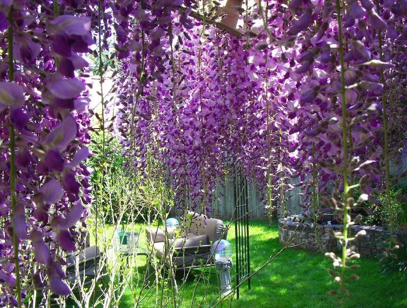 Wisteria garden in bloom