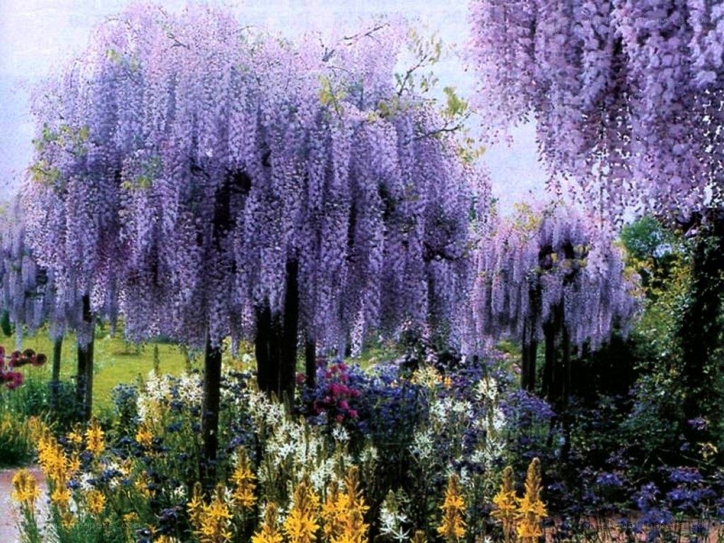 Wisteria garden in bloom