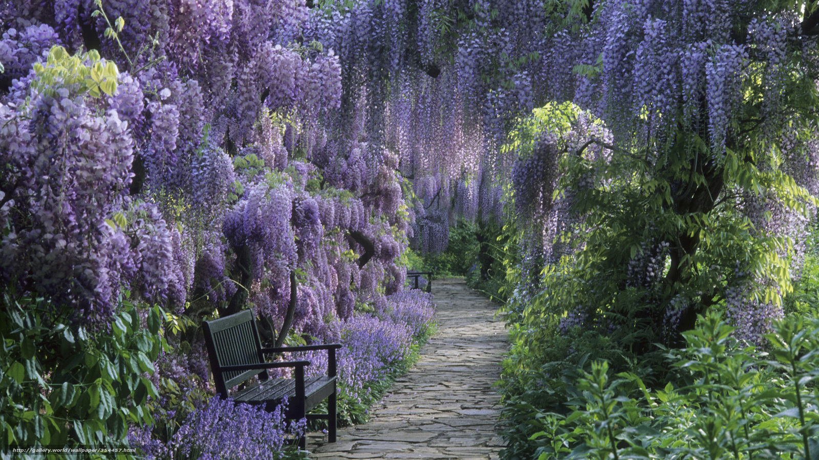 Wisteria garden path