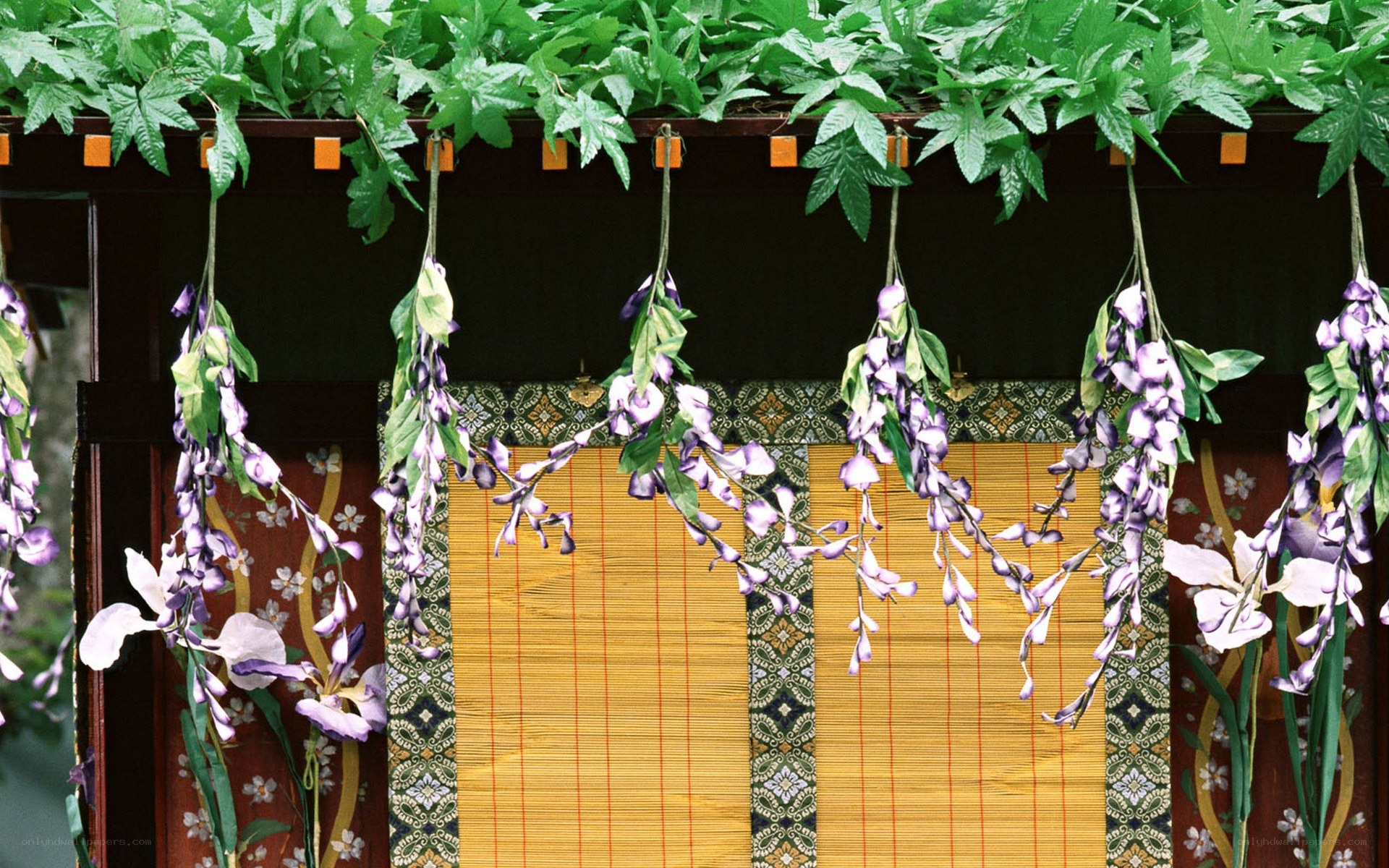 Wisteria hanging from a wooden structure