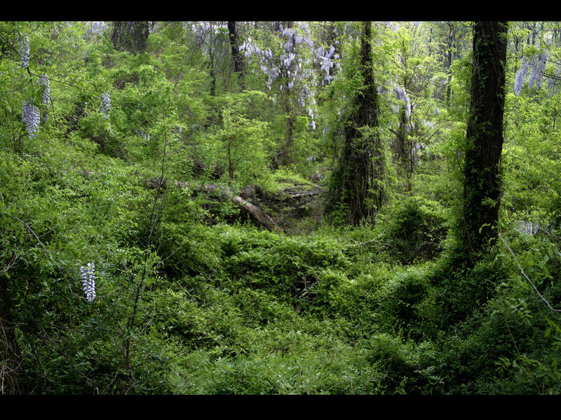 Wisteria in a forest