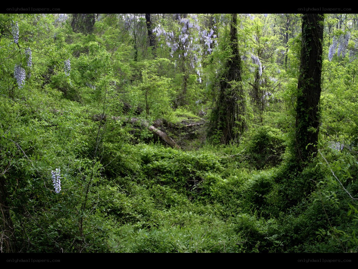 Wisteria in a forest