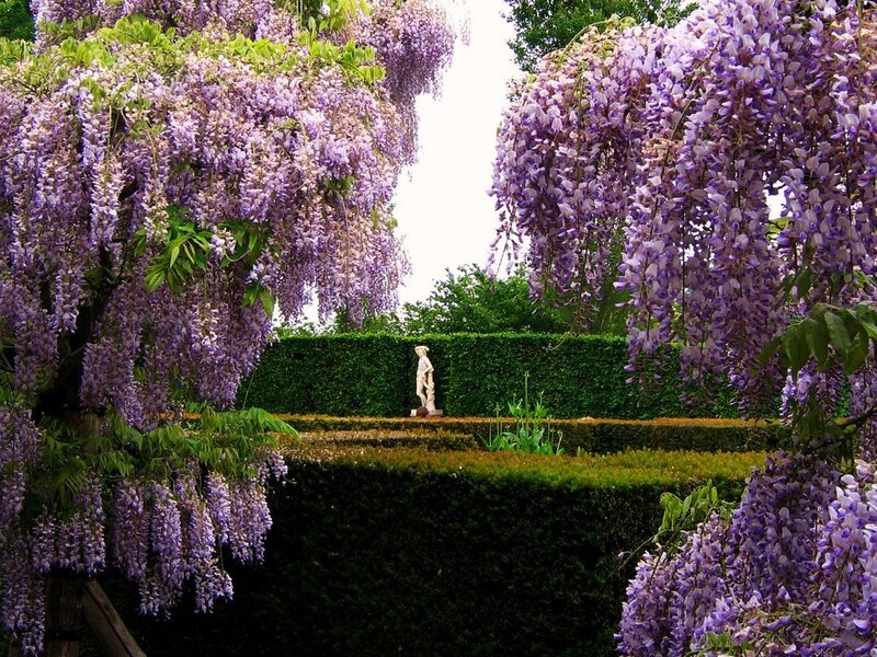 Wisteria in a formal garden