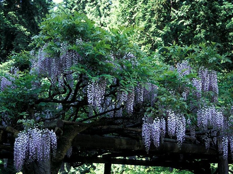 Wisteria in full bloom