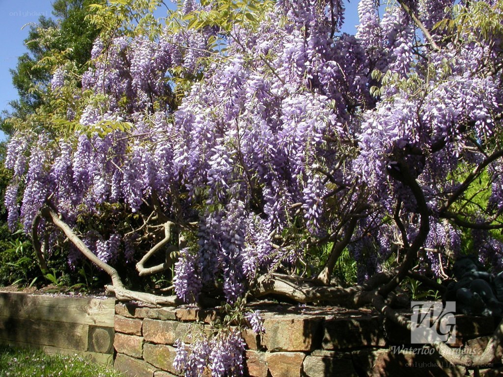Wisteria in full bloom
