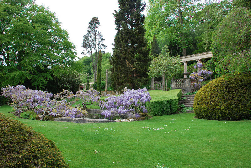 Wisteria in Garden