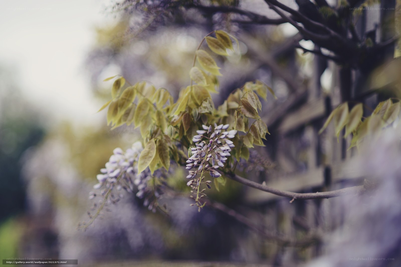 Wisteria in soft focus