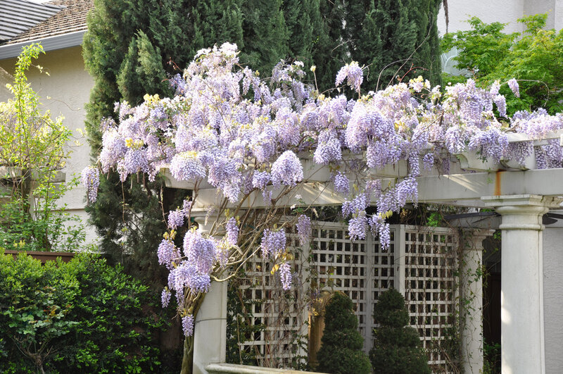 Wisteria on Pergola