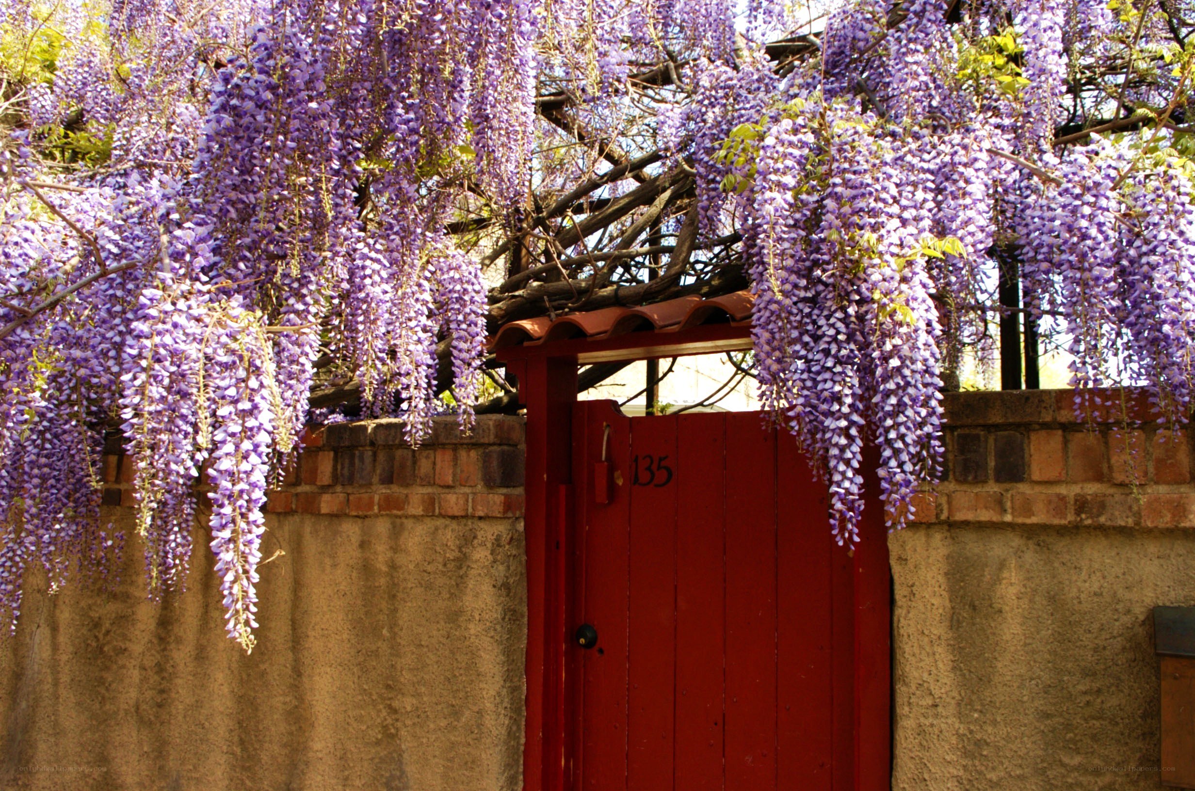 Wisteria over a red door