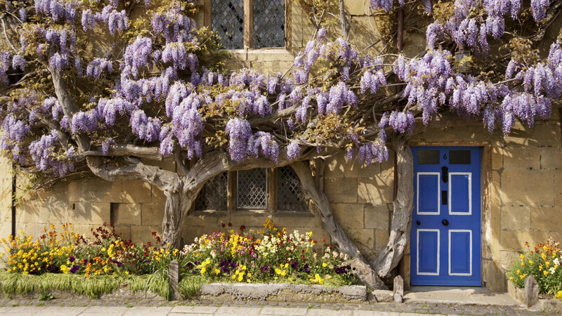 Wisteria over Blue Door
