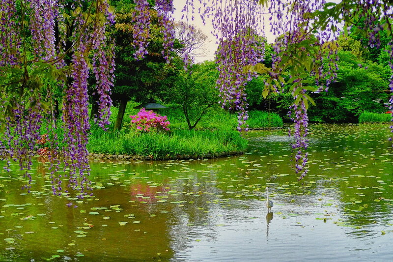Wisteria over Pond