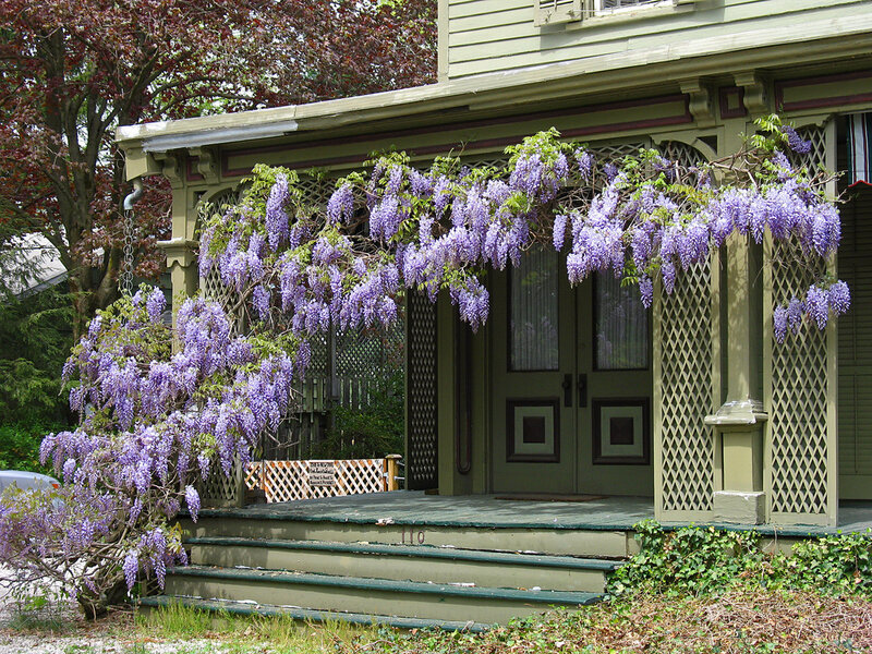 Wisteria over Porch