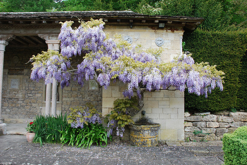 Wisteria over Stone Building