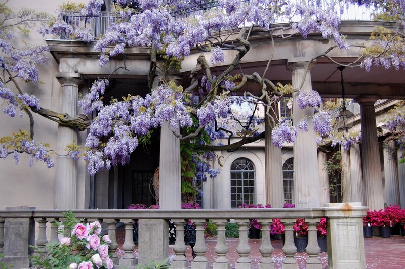 Wisteria over Stone Columns