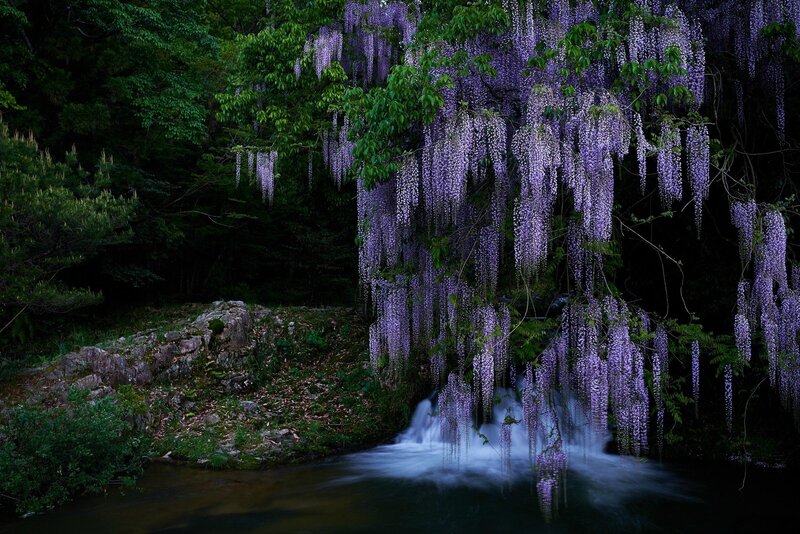 Wisteria over Waterfall