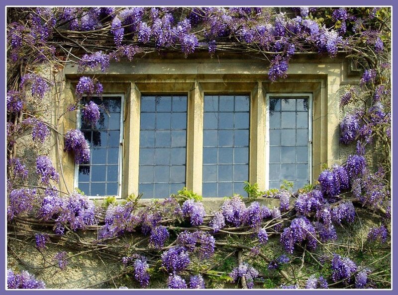 Wisteria over Windows