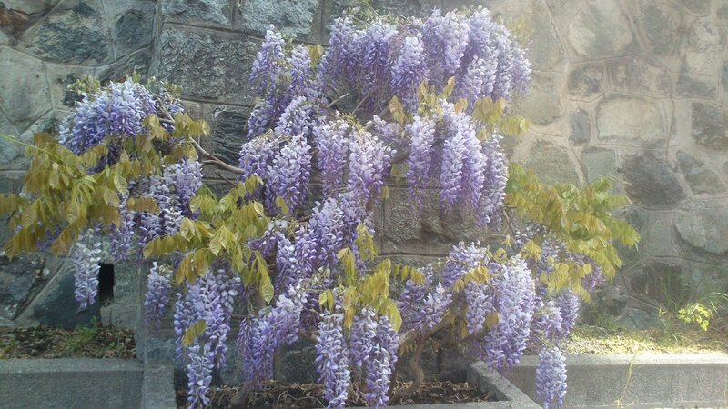 Wisteria Plant in Bloom
